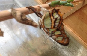 Renkli Hayata Merhaba