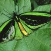 Green Birdwing