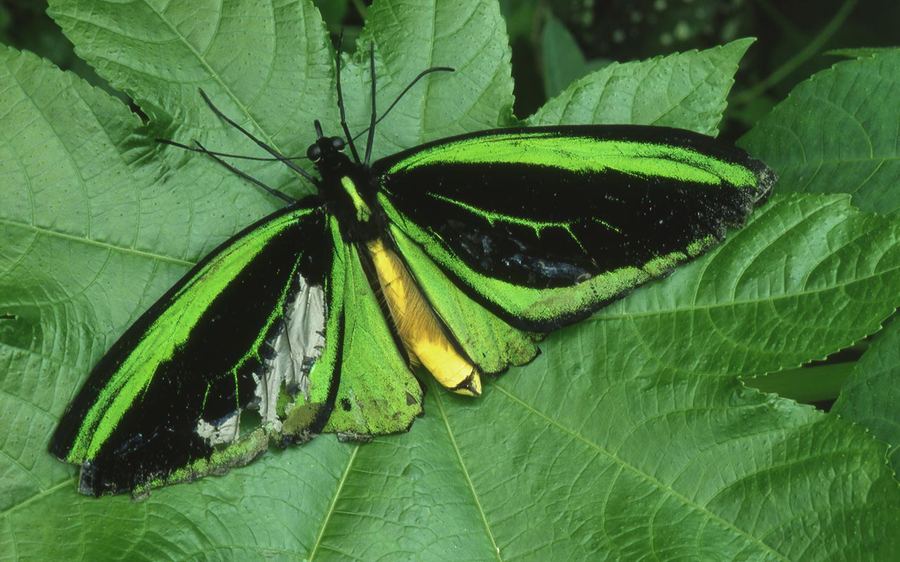 Green Birdwing