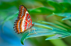 Red Lacewing