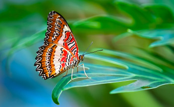 Red Lacewing