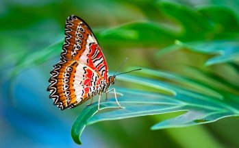 Red Lacewing