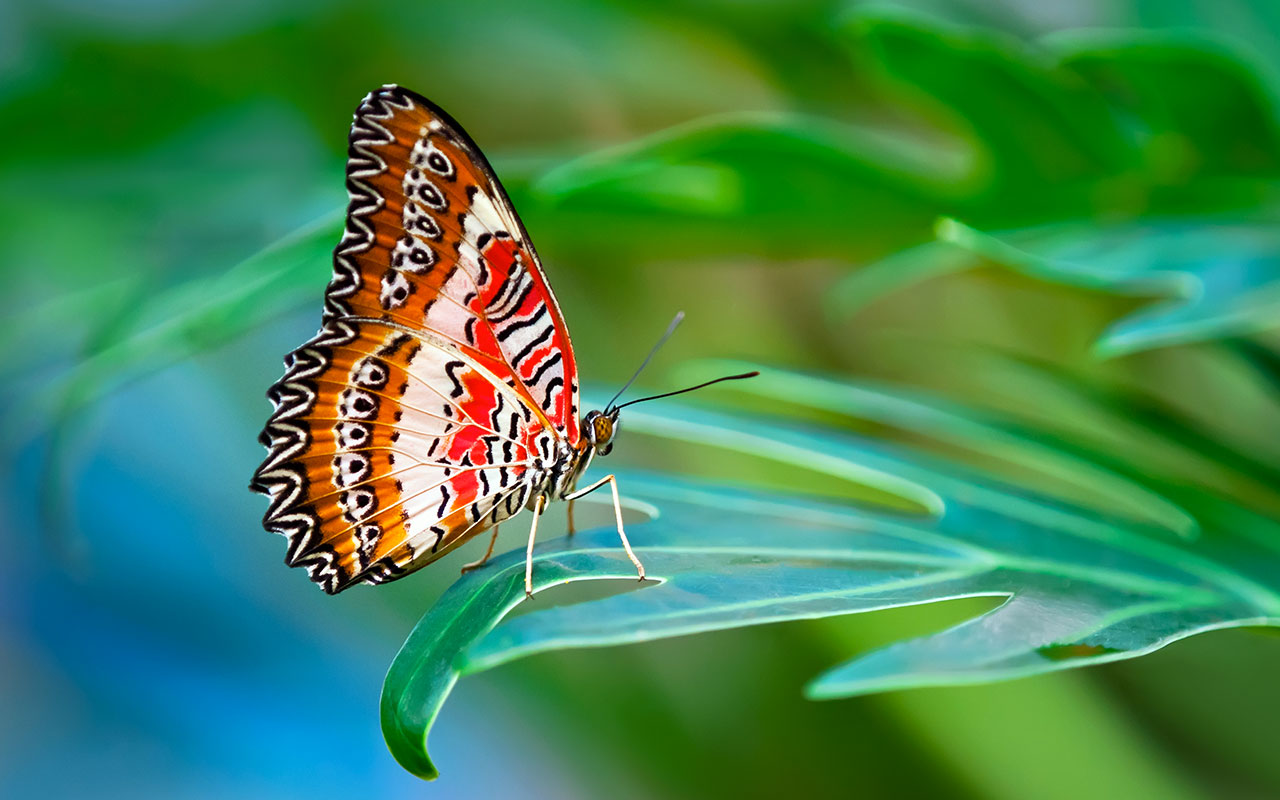 Red Lacewing