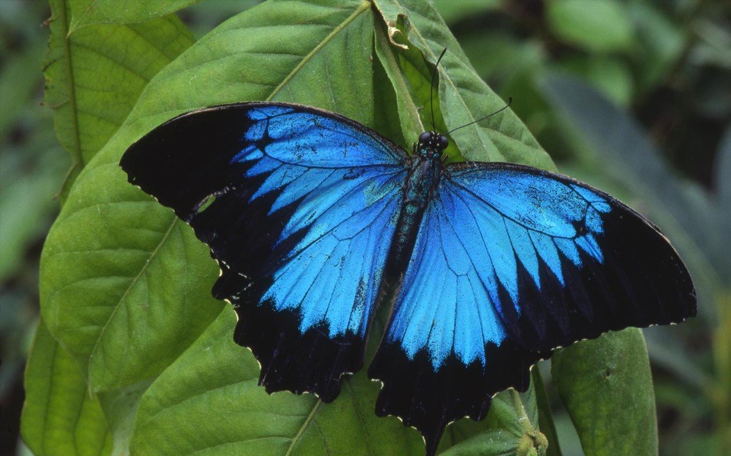 Blue Morpho